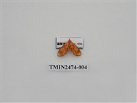 藏品(聯美苔蛾)的圖片